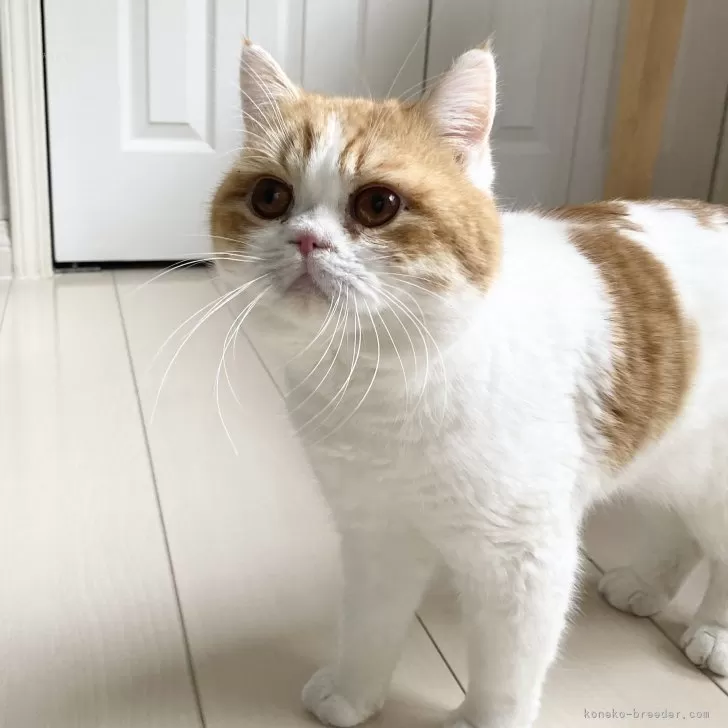 ID：2503-00502の子猫