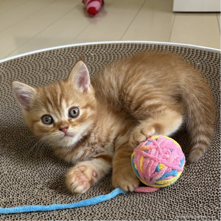 ブリーダー画像