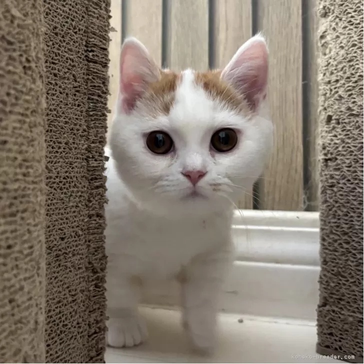 ミヌエット(短足)【千葉県・男の子・2025年8月7日・レッドタビーアンドホワイト】の写真1