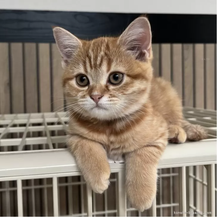 ミヌエット(長足)【千葉県・女の子・2025年8月10日・レッドスポッテッドタビー】の写真1