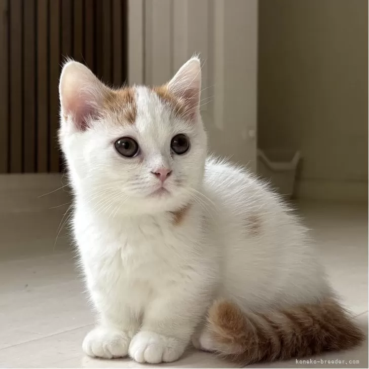 ミヌエット(短足)【千葉県・男の子・2025年8月7日・レッドタビーアンドホワイト】の写真1