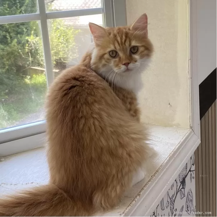 ID：2509-01397の子猫