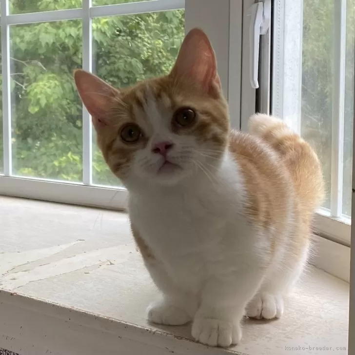 ピロコ 様のお迎えした子猫