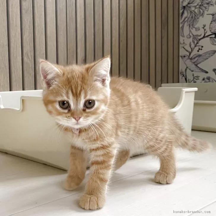 ID：2505-03411の子猫