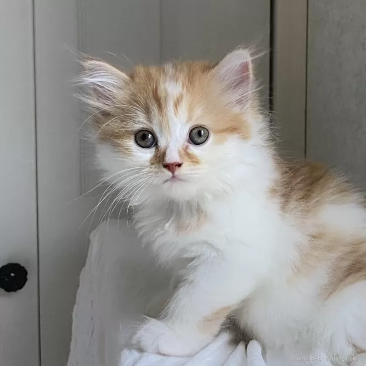 ID:2507-00880の子猫