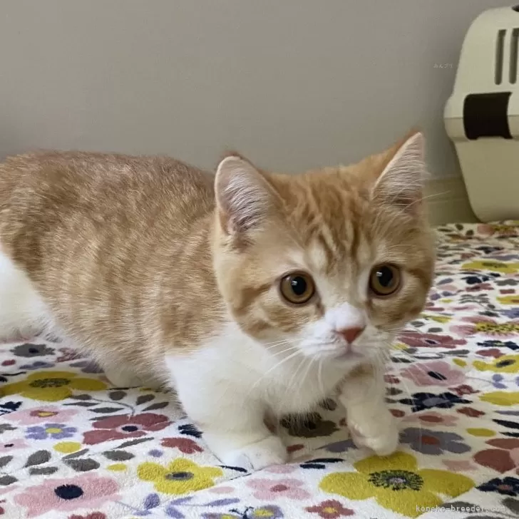 ID:2501-02676の子猫