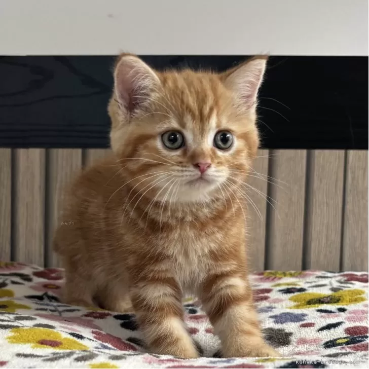 にゃんこ 様のお迎えした子猫