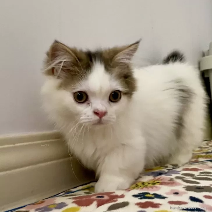 ID：2501-02487の子猫