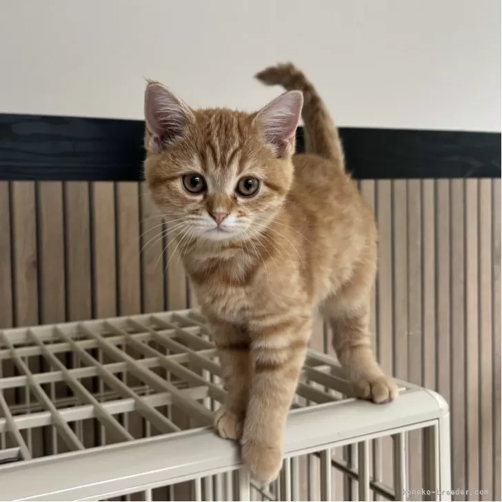 ミヌエット(長足)【千葉県・女の子・2025年8月10日・レッドスポッテッドタビー】の写真1