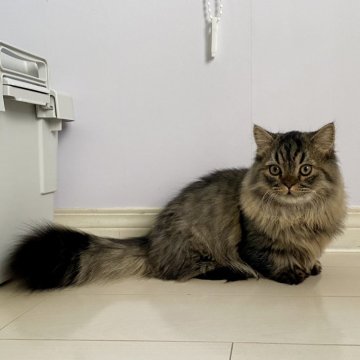ミヌエットの子猫を探す｜ブリーダー直販の子猫販売【みんなの