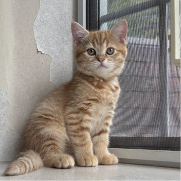 ミヌエット(長足)【千葉県・女の子・2025年8月10日・レッドスポッテッドタビー（ショートヘア）】の写真「鳥取本店でもお迎えいただけます✨✨」