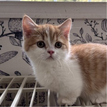 ミヌエット(短足)【千葉県・男の子・2025年8月13日・レッドタビーアンドホワイト（ショートヘア）】の写真「鳥取本店でもお迎えいただけます✨✨」