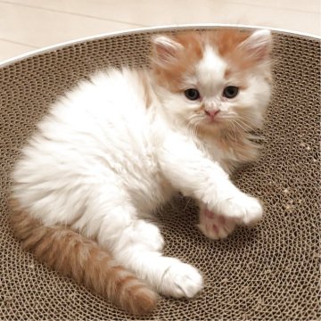 ミヌエット(長足)【千葉県・女の子・2025年9月21日・レッドタビーアンドホワイト（セミロング）】の写真「鳥取本店でもお迎えいただけます✨✨」