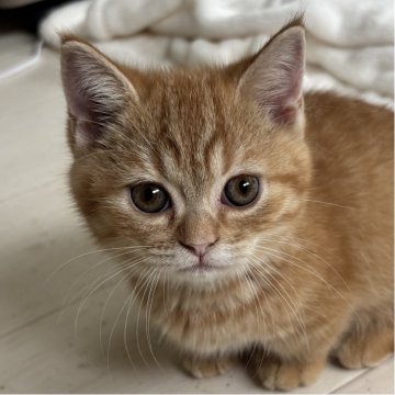 ミヌエット(短足)【千葉県・男の子・2025年8月7日・レッドタビー（ショートヘア）】の写真「鳥取本店でもお迎えいただけます✨✨」