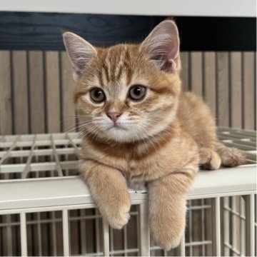 ミヌエット(長足)【千葉県・女の子・2025年8月10日・レッドスポッテッドタビー（ショートヘア）】の写真「鳥取本店でもお迎えいただけます✨✨」