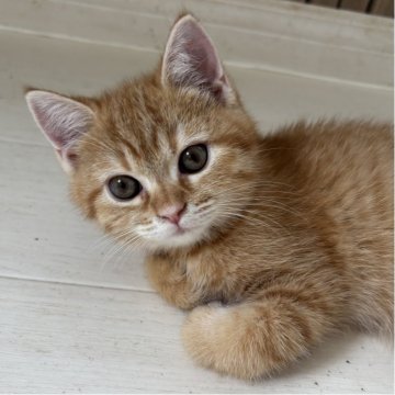 ミヌエット(長足)【千葉県・男の子・2025年8月7日・レッドタビー（ショートヘア）】の写真「鳥取本店でもお迎えいただけます✨✨」