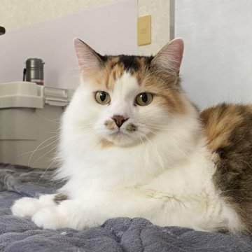 ミヌエット(長足)【千葉県・男の子・2023年1月30日・キャリコ（ロングヘア）】の写真「鳥取本店でもお迎えいただけます✨✨」