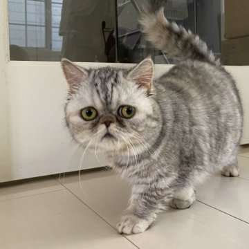 ミヌエット(短足)【千葉県・女の子・2024年1月24日・シェルトーティシェル（ショートヘア）】の写真「鳥取本店でもお迎えいただけます✨✨」