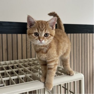 ミヌエット(長足)【千葉県・女の子・2025年8月10日・レッドスポッテッドタビー（ショートヘア）】の写真「鳥取本店でもお迎えいただけます✨✨」