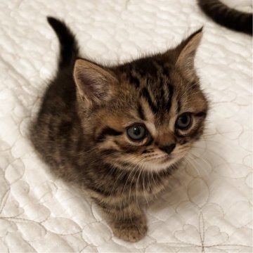 ミヌエット(短足)【千葉県・男の子・2025年9月21日・ブラウンタビー（ショートヘア）】の写真「鳥取本店でもお迎えいただけます✨✨」