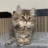 ミヌエット(長足)