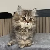 ミヌエット(長足)