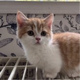 ミヌエット(短足)