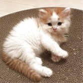 ミヌエット(長足)