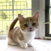 ミヌエット(短足)