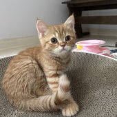 ミヌエット(長足)