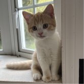 ミヌエット(長足)