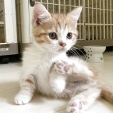 ミヌエット