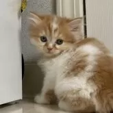 ミヌエット(長足)