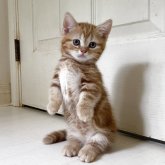 ミヌエット