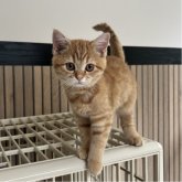 ミヌエット(長足)