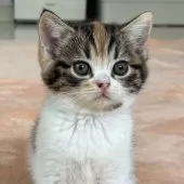 ミヌエット(長足)【千葉県・女の子・2025年9月21日・キャリコ】の写真2