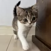 ミヌエット(長足)【千葉県・女の子・2025年9月21日・キャリコ】の写真4