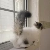 ミヌエット(短足)【千葉県・男の子・2024年10月3日・ブラウンタビーアンドホワイト】の写真11