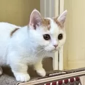 ミヌエット(短足)【千葉県・男の子・2025年8月7日・レッドタビーアンドホワイト】の写真4