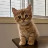 ミヌエット(長足)【千葉県・男の子・2025年9月21日・レッドタビー】の写真6