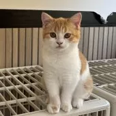 ミヌエット(長足)【千葉県・男の子・2025年8月9日・レッドタビーアンドホワイト】の写真5