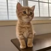 ミヌエット(長足)【千葉県・男の子・2025年9月21日・レッドタビー】の写真7