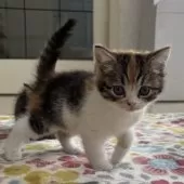 ミヌエット(長足)【千葉県・女の子・2025年9月21日・キャリコ】の写真6