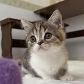 ミヌエット(長足)【千葉県・女の子・2025年9月21日・キャリコ】の写真7