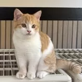 ミヌエット(長足)【千葉県・男の子・2025年8月9日・レッドタビーアンドホワイト】の写真6