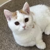 ミヌエット(短足)【千葉県・男の子・2025年8月7日・レッドタビーアンドホワイト】の写真7