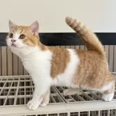 ミヌエット(長足)【千葉県・男の子・2025年8月9日・レッドタビーアンドホワイト】の写真8