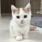 ミヌエット(短足)【千葉県・男の子・2025年8月7日・レッドタビーアンドホワイト】の写真2