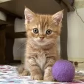 ミヌエット(長足)【千葉県・男の子・2025年9月21日・レッドタビー】の写真9