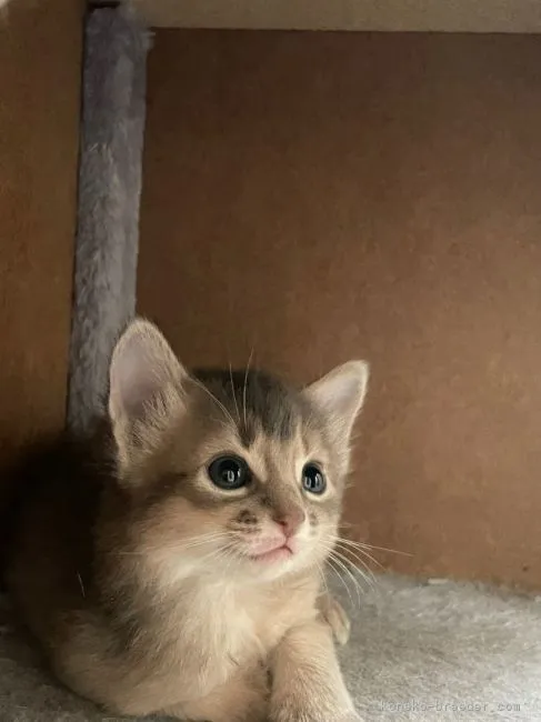 ID：2106-00152の子猫